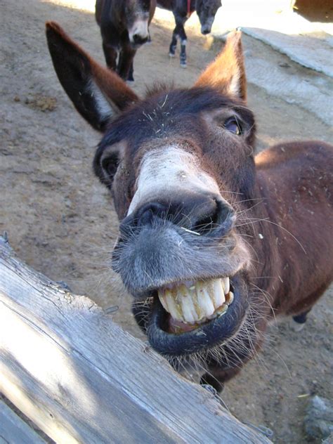 Cyprus Donkey David Williams