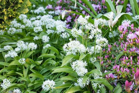 Bärlauch Waldknoblauch Gartencenter Brandl