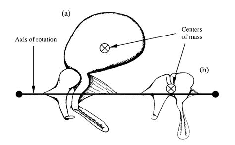 In Focus: Can golden moles hear the earth move with a Thor-like ‘hammer’? – Anatomy To You