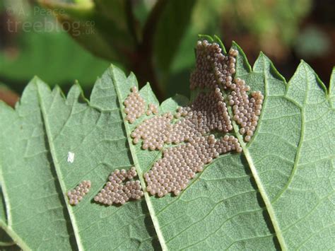 Insect Eggs On Grey Alder Leaf 15th August 2008 Flickr Photo Sharing