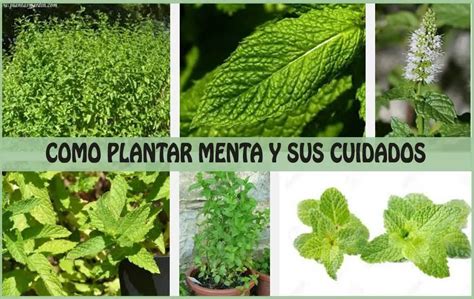 Incredible Planta De Menta De Manzana Rese As Ideas News