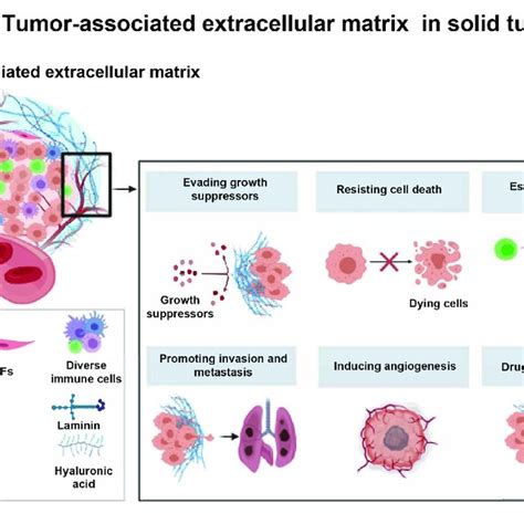 The Major Components And Roles Of Tumor Associated Extracellular