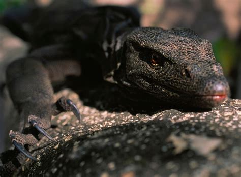 Monitor Lizard The World Wide Zoo