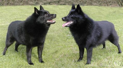 Schipperke Dog Breed Pictures Information Temperament