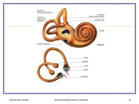 Ppt Anatomofisiologia Auditiva E Vestibular Powerpoint Presentation