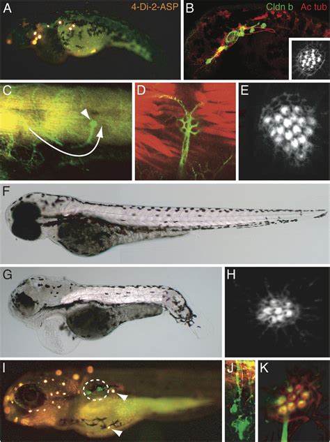 Directional Cell Migration Establishes The Axes Of Planar Polarity In