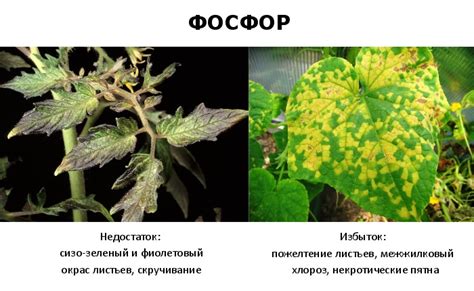Двойной суперфосфат: инструкция по применению удобрения осенью, состав ...