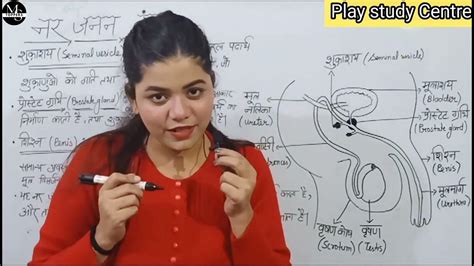 Video नर जनन तंत्र हिंदी में बहुत आसान हैं Male Reproductive System In Hindi Science