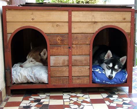 Dog Run Ideas A Comprehensive Guide To Backyard Dog Runs Dog Runs