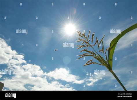 Wild Grass Pointing The Sun Stock Photo Alamy