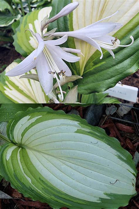 Buy Angel Falls Hosta Lily Free Shipping Wilson Bros Gardens