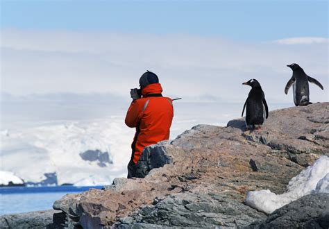 La Faune Et La Flore En Antarctique Chez Vanessa