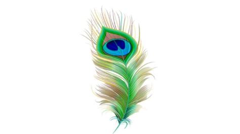 Vastu Tips Do Not Keep Peacock Feathers In This Direction Of The House