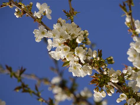 Darmowe Zdjęcia drzewo Natura gałąź kwitnąć roślina owoc kwiat