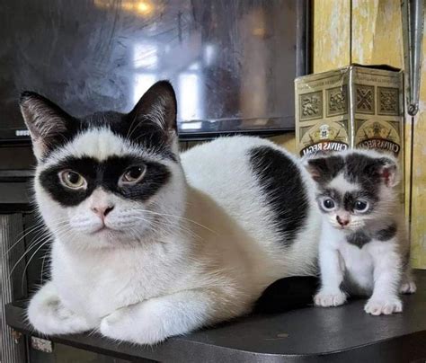 Pin de ねこ em キュートな猫 Imagens de gato e cachorro Animais de estimação