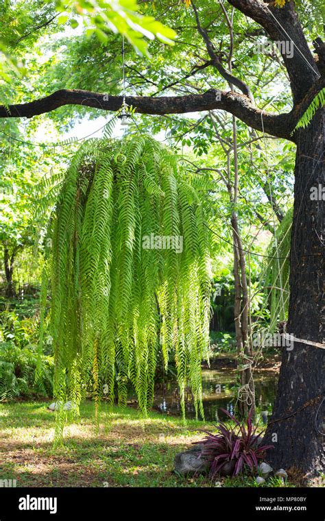 Hanging Ferns On Branch Big Tree In Garden Stock Photo Alamy