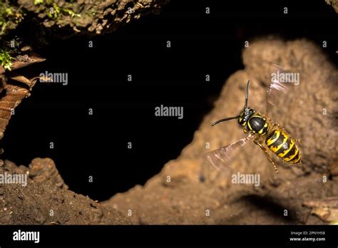 A Common Wasp Vespula Vulgaris Flying Back Into Its Underground Nest