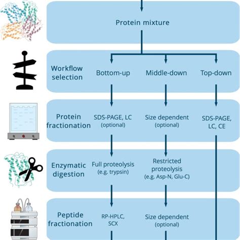 Typical Proteomic Workflows [33] Download Scientific Diagram