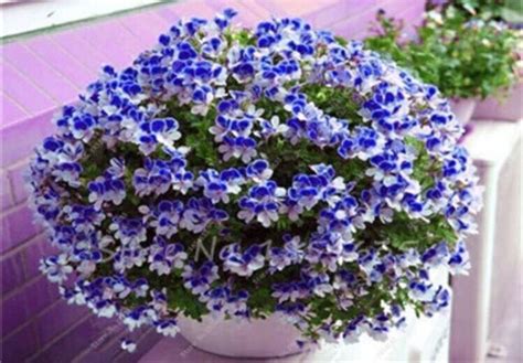 Us Seller Pcs Univalve Geranium Seeds For Mini Indoor Bonsai Home