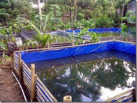budidaya lele  kolam terpal budidayaku