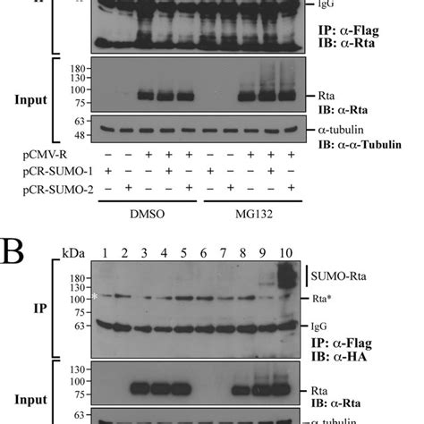 Accumulation Of Sumo Modified Rta After Mg132 Treatment A 293t Cells