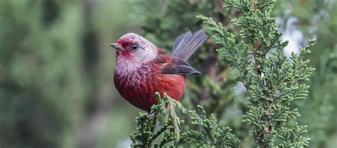 Rockjumper Birding Tours