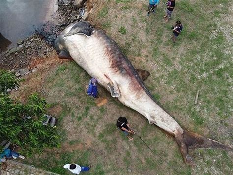 CASO RARO: Maior peixe do mundo é encontrado morto no Espírito Santo | abc+