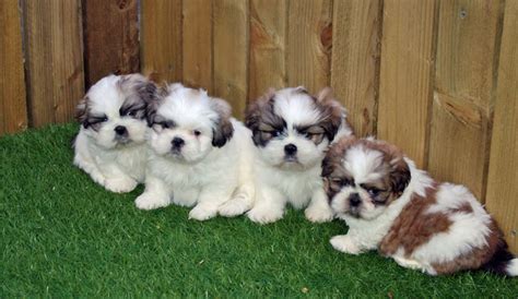 Black And White Shih Tzu Puppies For Sale - Shih Tzu Dog