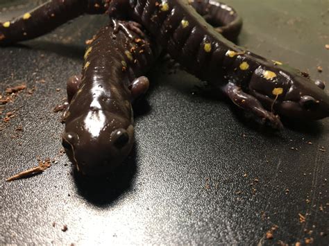 New Ambystoma Maculatum(s)! | Caudata.org: Newts and Salamanders Portal