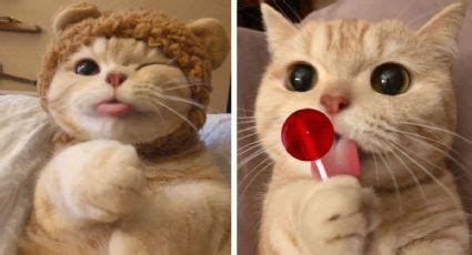 Las Mejores Fotos De Gatos Para Perfil De Whatsapp Off