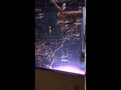 Ancistrus Super Red Longfin Breeding Group YouTube