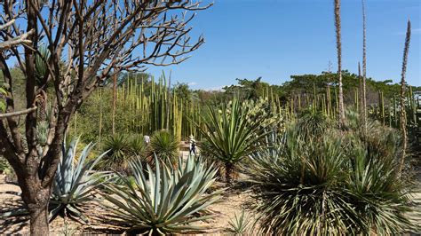 En qué consiste el ADN ambiental