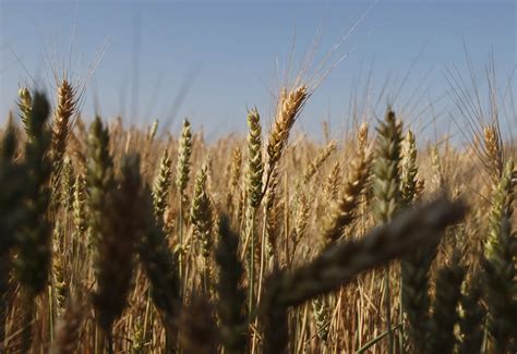 Polen Und Ungarn Stoppen Getreide Import Aus Der Ukraine BRF Nachrichten