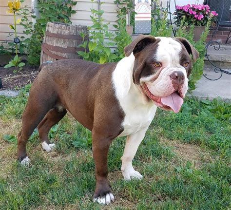 Alapaha Blue Blood Bulldog Info