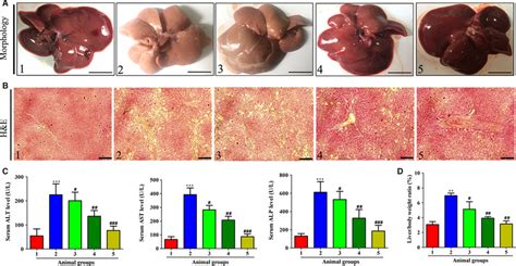 Celastrol Ameliorated Ccl Caused Liver Injury In Rats Rats Were