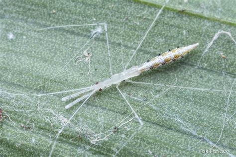 Thread Legged Assassin Bug Reduviidae Emesinae 2G1A4960 Flickr