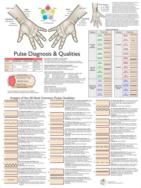 Pulse Diagnosis Poster 2nd Ed Clinical Charts And Supplies