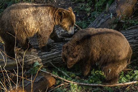 Grizzly Bear Cubs At Northwest Trek Wildlife Park