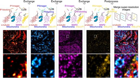 Frontiers Visualizing Synaptic Multi Protein Patterns Of Neuronal