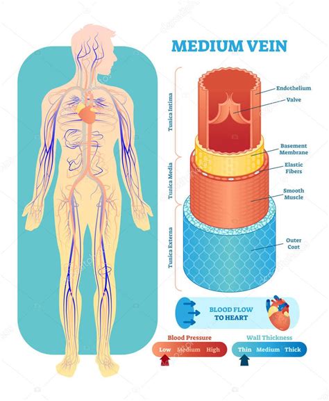 Secci N Transversal De Ilustraci N De Vectores Anat Micos De Vena Media