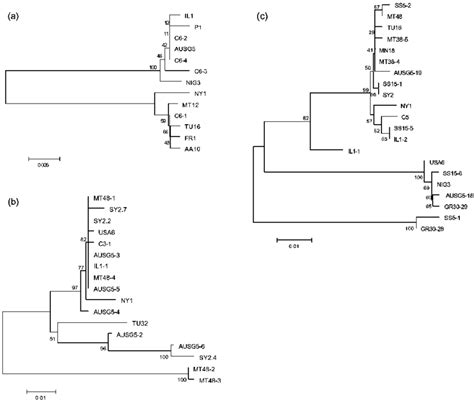 Unrooted Phylogenetic Trees Of The Genomic Regions Rdrp A Hsp 70 B