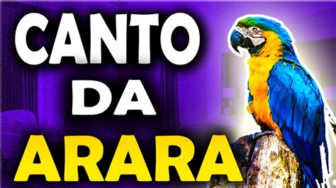 O Canto da arara canindé som da arara caninde Arara canindé cantando