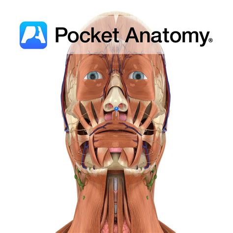 Depressor Septi Pocket Anatomy