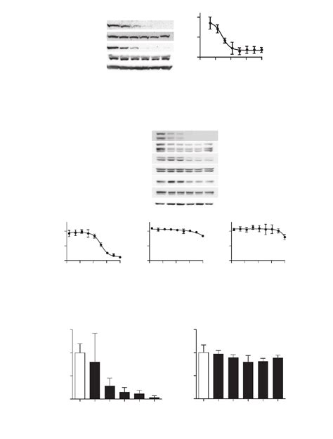 Antitumor Activities Of The Targeted Multi Tyrosine Kinase Inhibitor