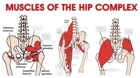 Hip Muscles Diagram Quizlet