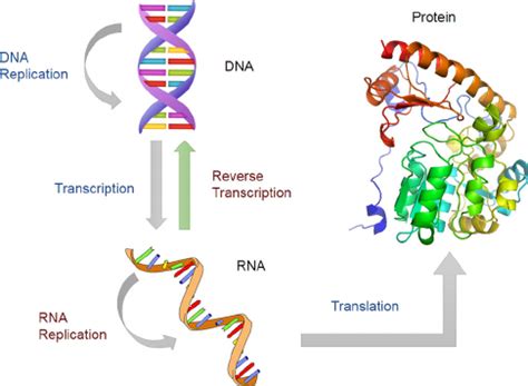 Flow of information among DNA, RNA and protein. | Download Scientific ...