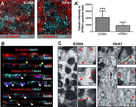 Htra Overexpression Associates With Tubulin Loss And Localization At