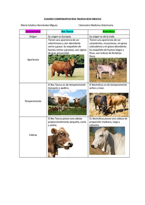 Caracteristicas Del Bos Taurus Y Bos Indicus En Medicina