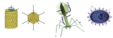 virus labeling Diagram | Quizlet