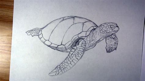 How To Draw A Sea Turtle Step By Step Lets Draw Today